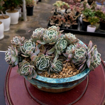 上芯多肉植物 日冰 小叶冰莓 大群生 wx 不含盆_现价上芯多肉植物 日