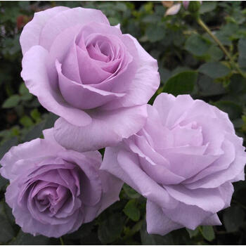 经典欧月 蓝宝石 大花四季开花赛蔷薇