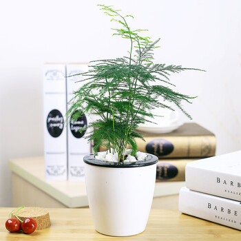 文竹盆栽蓬莱松天门冬塔型香松室内庭院观赏绿植盆栽净化空气四季常青25cm左右高度文竹不含盆 图片价格品牌报价 京东