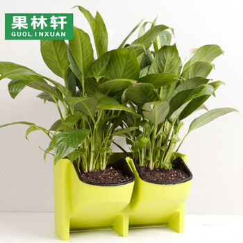 花盆垂直绿化绿植室内外阳台壁挂式组合花盆创意植物背景墙 绿色 中等