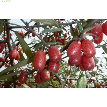 莱芮 野生水果树苗盆栽胡秃子羊奶子牛奶子木奶子盆栽庭院种植买三送