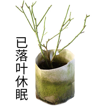 黄金庆典欧月藤本庭院芳香花园植物玫瑰花卉 美植袋扦插落叶休眠大苗