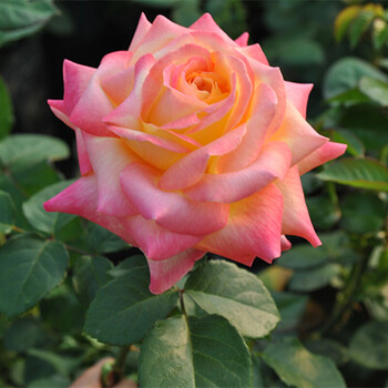 大花月季盆栽大花月季大苗欧月蔷薇花苗盆栽庭院香水植物 东方快车 不