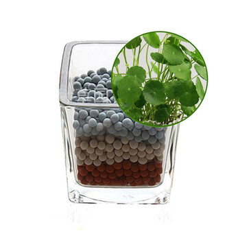 diy幸运草追云草爱情草彩叶草情思草岩石草金钱草心形草办公室绿色