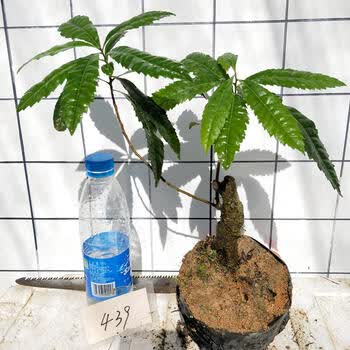 精品果树纯野生杨梅树下山桩盆景树桩室内盆栽植物四季常青 黑色 439