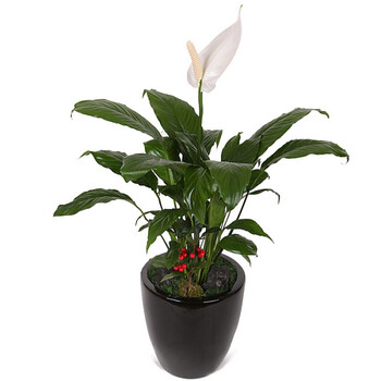 【春曲】室内水生花卉白掌水陪绿色植物净化空气