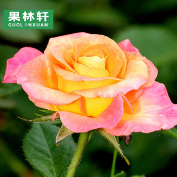 月季花苗大花浓香四季开花玫瑰蔷薇花卉盆栽植物欧月 澳洲黄金(大苗