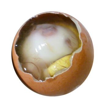 湖宝鸡胚蛋毛蛋鸡宝毛鸡蛋 旺鸡蛋13天活珠子熟 4只装