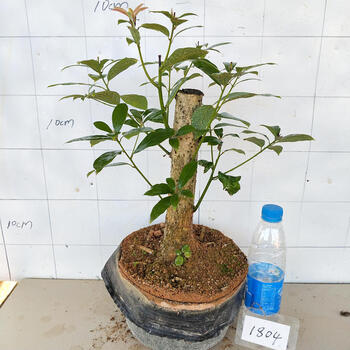 野生金丝楠木树桩盆景盆栽高端名贵庭院绿植室内吸甲醛花卉摆件 杏色