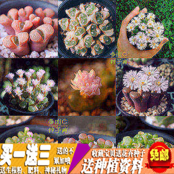 盆栽绿植花卉景天科 多肉植物种 生石花 多肉a 翡翠玉60粒装 不含盆