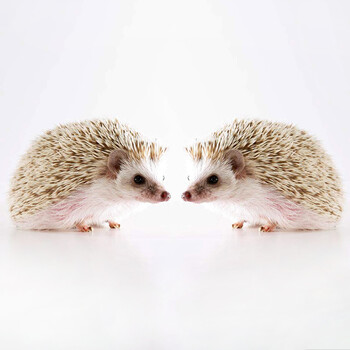 水族大师 刺猬活体宠物 非洲迷你刺猬宝宝宠物活体 自家繁殖 杏色刺猬