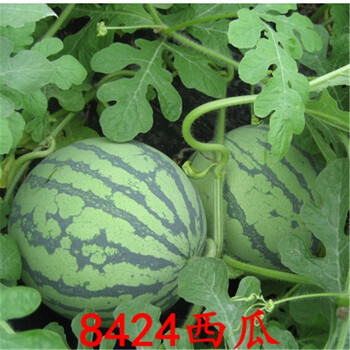 五彩椒嫁接8424西瓜苗麒麟瓜苗嫁接西瓜苗四季盆栽8424嫁接苗5棵 图片价格品牌报价 京东 五彩椒嫁接8424西瓜苗麒麟瓜苗嫁接西瓜苗四季盆栽8424嫁接苗5棵 图片价格品牌报价 京东