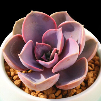 千特 多肉植物紫珍珠红心莲品相好约4-5cm迷你单品不含盆 含盆