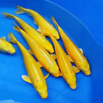 锦鲤 锦鲤活体 纯种 观赏鱼风水鱼冷水鱼活体宠物 黄金锦鲤25-30cm