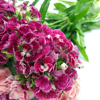 云南昆明斗南相思梅石竹梅鲜花送爱人长辈家庭装饰插花 石竹梅一扎_ 8