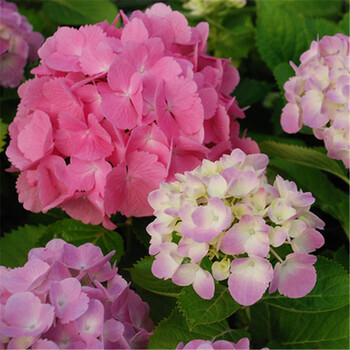 绣球花 蒂亚娜 2加仑盆栽花苗 家庭阳台庭院花卉植物