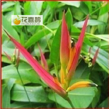 花喜鹊室内盆栽花卉观花植物极乐鸟花苗天堂鸟开花大苗哦橘红色建议一盆三株默认适用空间 图片价格品牌报价 京东