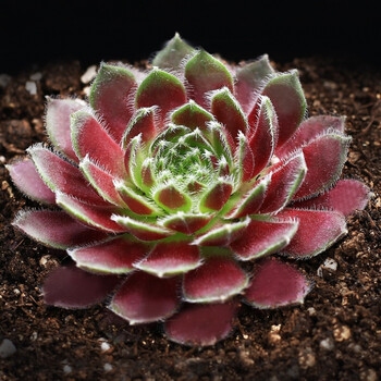 多肉植物组合盆栽含盆带土大颗黄丽雅乐之舞黑王子萌肉肉 紫牡丹(大)