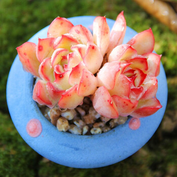 荷花群生老桩爆盆多肉植物花月夜系办公室绿植云南 双头4cm 裸根不