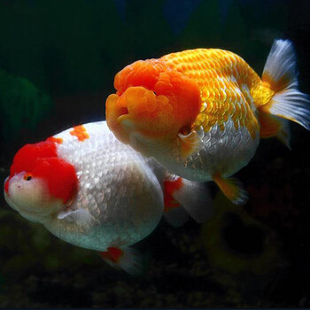 Сѧ꼶ĩԾ_Сѧ꼶ĩԾ_Сѧ꼶ĩԾ