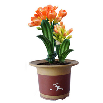 6年大苗精品君子兰盆栽花卉观花植物室内花好养的花当年开花不断