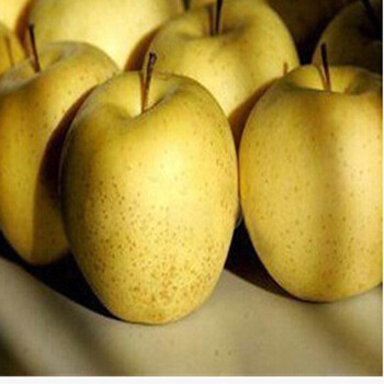 苗盆栽地栽苹果树苗红心红富士苹果南方北方种植嫁接苹果树苗 黄元帅