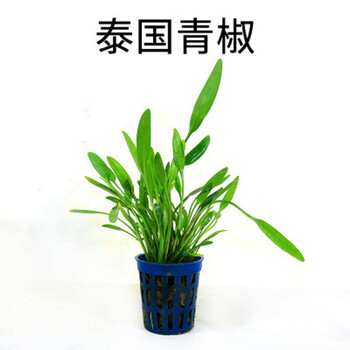 互米达 水草椒草合集 活体真水草 鱼缸装饰净化水质的草可绑沉木 泰国