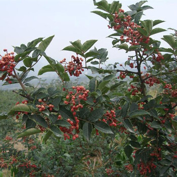买一送一 花椒苗大红袍花椒果树苗大青椒花椒苗山椒食用麻椒盆栽地栽庭院当年结果苗九叶青三年苗 图片价格品牌报价 京东