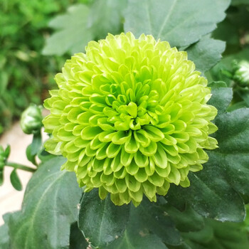 花明柳媚阳台乒乓菊花鲜花盆栽室外盆栽花卉绿植多头菊苗盆景 翠绿色