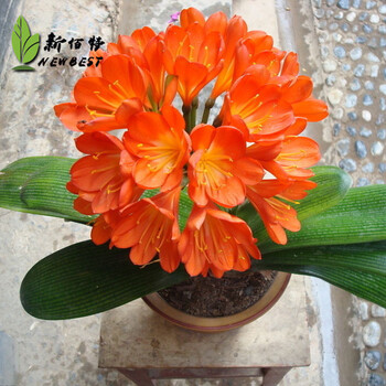 纳格兰君子兰花苗绿植盆栽室内花卉植物蓝色君子兰花苗橙色2年苗2 4片叶子 图片价格品牌报价 京东