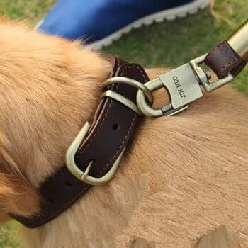 狗狗项圈脖圈狗圈颈圈小中型犬金毛大型犬拉布拉多狗脖套 中号2.