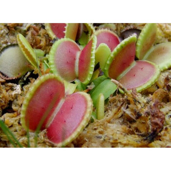 花明柳媚贝壳捕蝇草 食虫植物 2-3厘米 不含盆