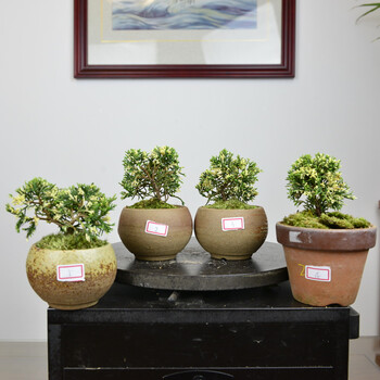 中国记忆-斑叶真柏 日本盆景 小品盆栽 真柏盆景 已结缘 1号 含盆