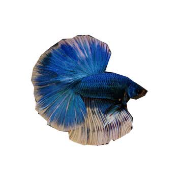 小调水族泰国斗鱼苗半月将军大耳纯白巨斗苗搏击热带鱼 增长饲料_ 3