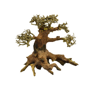 趣乐多沉木树鱼缸沉木天然沉木鱼缸装饰鱼缸造景水草缸沉木树造景树b