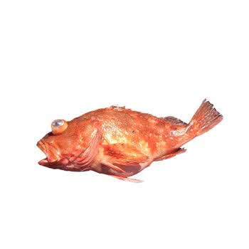 满5斤东海野生老虎鱼新鲜虎头鱼500g