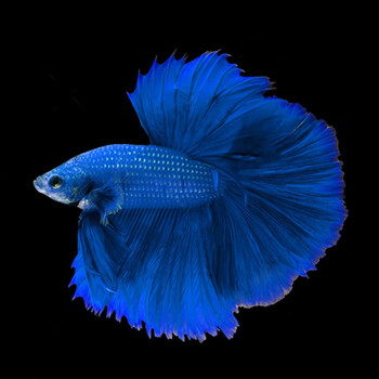 鱼鱼缸泰国斗鱼狮王马尾半月斗鱼小型淡水活体水族宠物 半月斗鱼蓝色