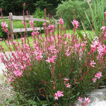 【虹越】山桃草1加仑盆栽苗 宿根花卉 花园庭院观花植物 花色鲜艳