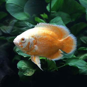 红地图黑地图鱼热带鱼观赏鱼淡水宠物鱼鱼活体中大型鱼凶猛鱼猪仔鱼