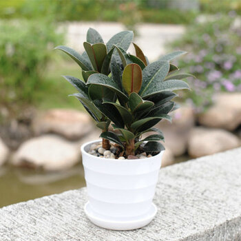 gren 绿色植物红豆杉防辐射盆景办公室内小盆栽黑金刚土培水养观叶