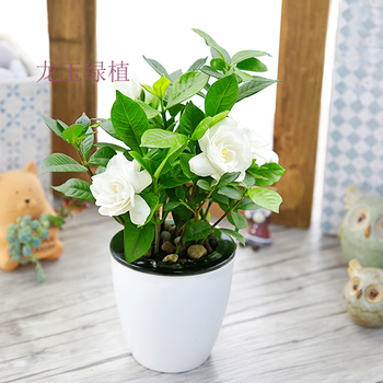 红掌 芦荟 懒人吸水花盆绿植盆栽 盆栽绿植办公室内桌面花卉绿植