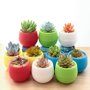 真便宜多肉好养老桩绿植花卉小苗肉肉花植物小盆栽清棚吉娃娃多肉含盆 土 图片价格品牌报价 京东