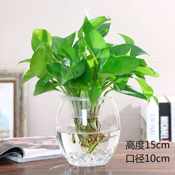 室盆栽 绿萝 富贵竹水养花盆透明花瓶摆件 鹅蛋花瓶送定植篮 绿萝10根