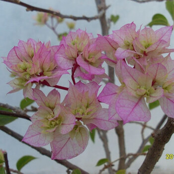 花明柳媚三叶梅三角梅重瓣树苗爬藤植物绿植花卉盆栽室内外阳台庭院