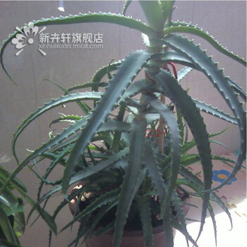 龙爪菊木立芦荟盆栽木剑芦荟木立芦荟盆栽苗龙爪菊龙爪芦荟50cm左右佳不含盆 图片价格品牌报价 京东