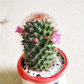 仙人球绿植组合小盆栽 开花仙人掌 避邪球球植物团购促销 实生红花锦