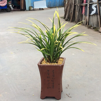 花明柳媚华丽金边春兰建兰黄金彩锦旗兰花苗美观绿植盆景办公室装饰