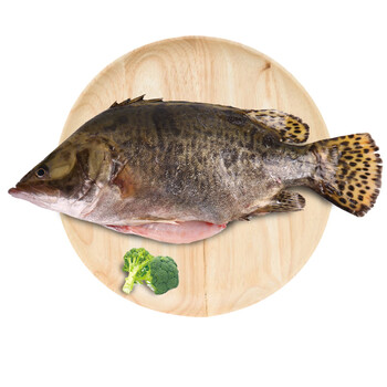 悦之品 活杀广东桂鱼 600-700g 条