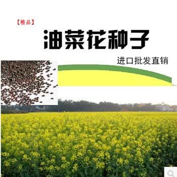 油菜种子批发