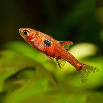 水族草缸灯鱼红绿灯宝莲灯小型鱼苗宠物淡水鱼活体 桔红色 圆点小丑1